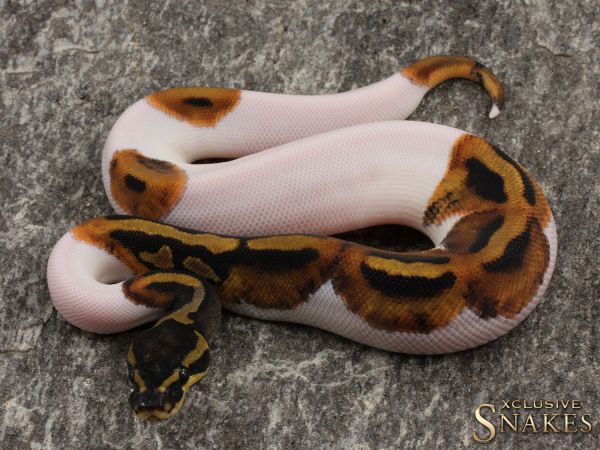 1.0 Piebald het Desert Ghost 2021