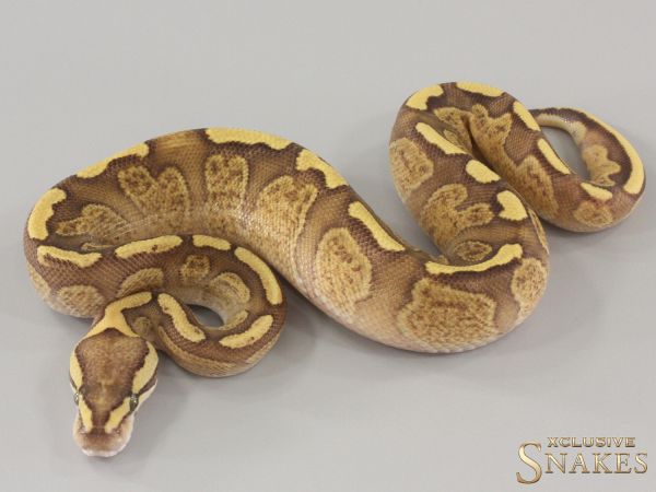 1.0 GHI Red Stripe Enchi Fire Desert Ghost het Piebald 2024