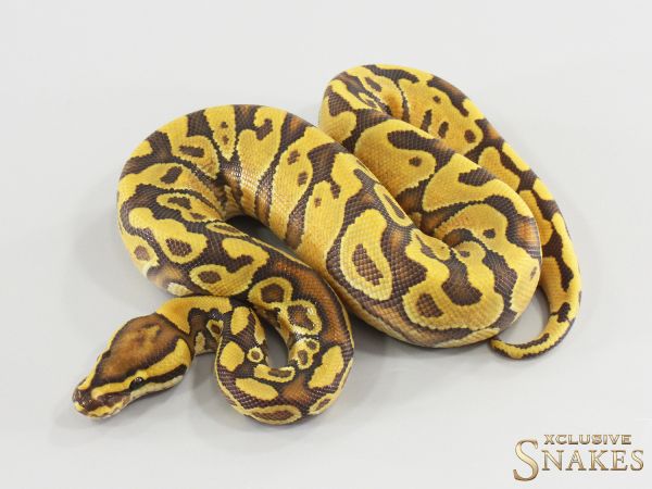 1.0 Enchi Gravel Hypo het Clown 2026
