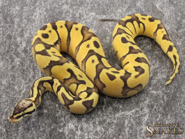 0.1 Pastel Enchi Special het Desert Ghost 2021