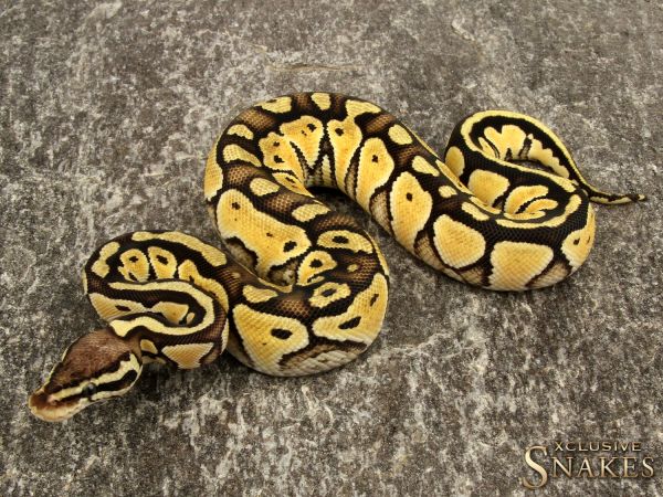 0.1 Pastel Mocha het Desert Ghost 2019