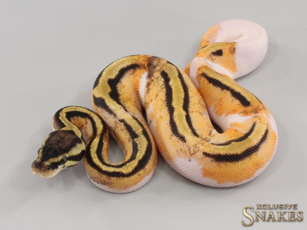 1.0 Pastel Orange Dream Piebald 50% het Axanthic 2023