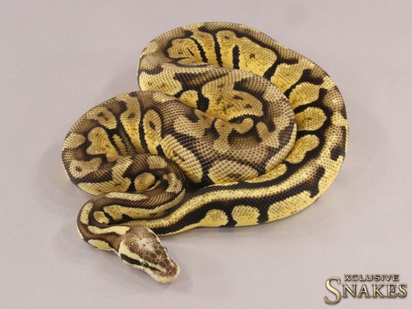 0.1 Pastel Vanilla double het Desert Ghost het Ultramel 2021 (2390g @03/2024)