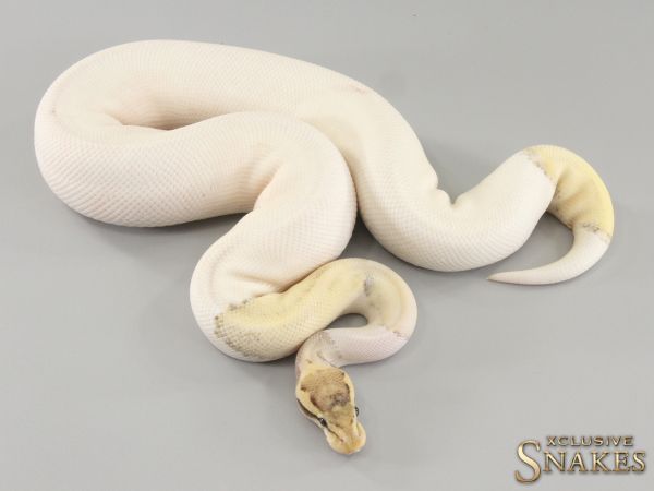 1.0 Pastel Mojave Desert Ghost Piebald 2022