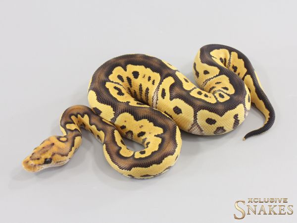 0.1 Desert Ghost Clown het Hypo 2026