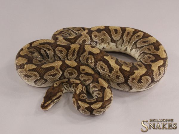 1.0 Hidden Gene Woma Special het Clown 2018