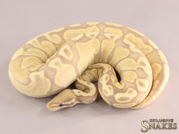 0.1 Banana GHI Desert Ghost 2021 (1930g @03/2024)