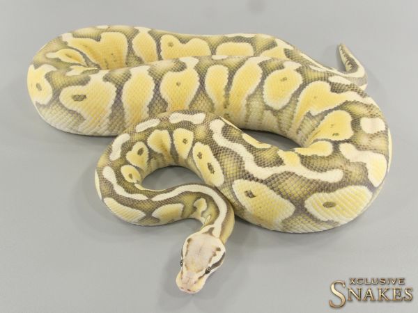 0.1 Super Pastel Special Desert Ghost 2018