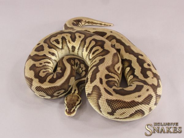 0.1 Russo Pastel Leopard Het Clownn 2018