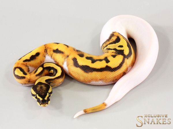 1.0 Desert Ghost Piebald 2025