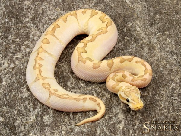 1.0 Pastel Enchi Bamboo 2019