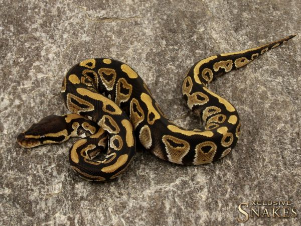 0.1 Mystic het Black Axanthic 2019 (785g@02/21)