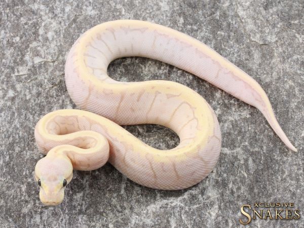 0.1 Banana Lemonblast het Piebald 2021