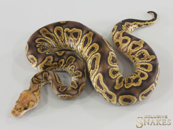 1.0 GHI Clown double het Hypo Desert Ghost 2026