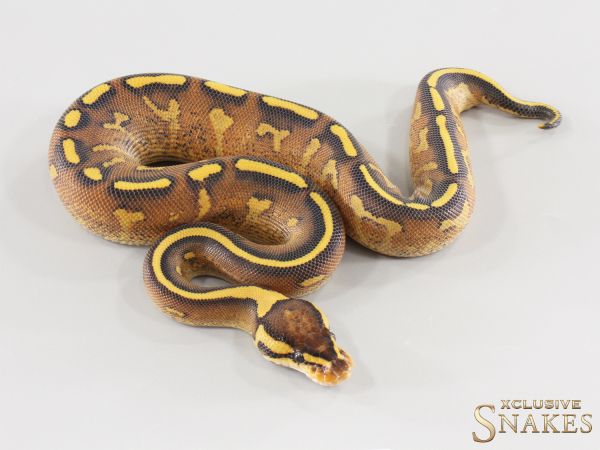 0.1 Super Gravel het Clown 2026