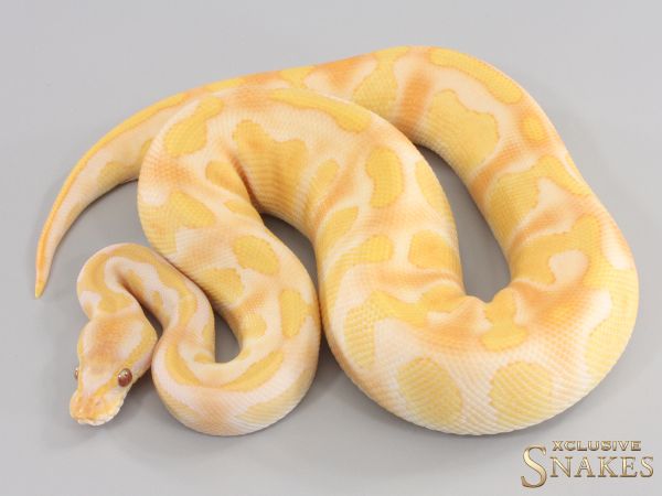 1.0 Enchi Black Head Lavender het Piebald 2023