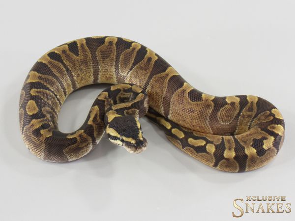 0.1 Enchi GHI double het Desert Ghost Piebald 2026