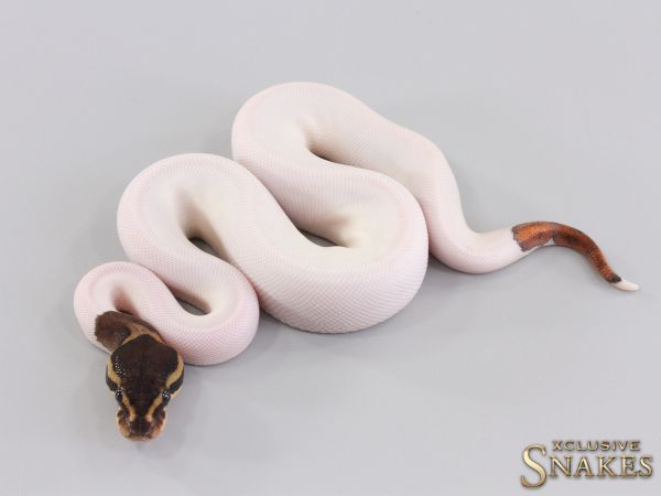 0.1 Black Pastel Piebald pos het Clown 2023