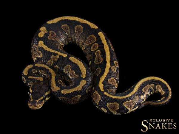 1.0 Copper Yellow Belly het Piebald 2020