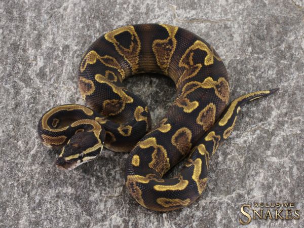 1.0 Yellow Belly GHI het Piebald 2021