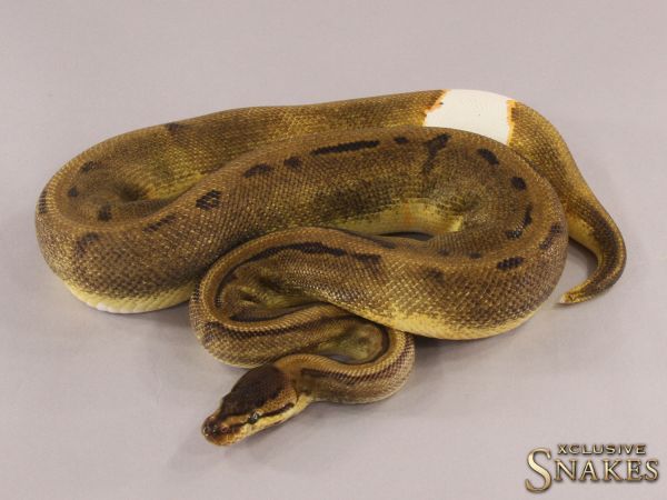 0.1 Pinstripe Enchi Piebald 2021 (1610g @03/2024)