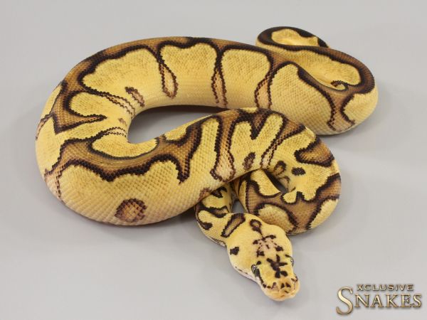 1.0 Pastel Enchi Gravel Clown het Ultramel 2023