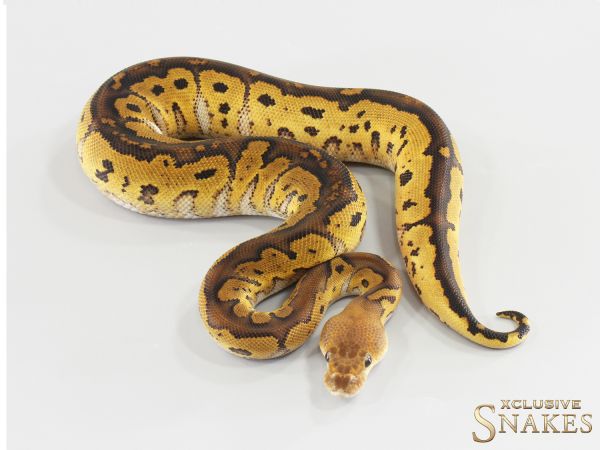 0.1 Redhead Yellow Belly Clown 2026