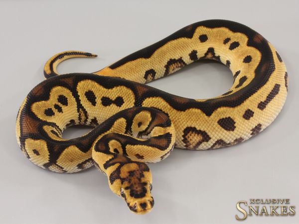 1.0 Orange Dream Gravel Clown het Piebald 2023