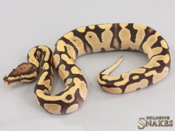 1.0 Fire Orange Dream double het Clown Piebald 2023