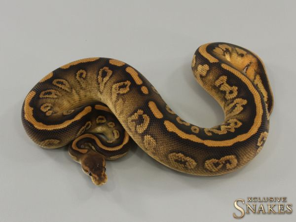 0.1 Wookie Black Pastel double het Clown Piebald 2022 (860g @03/2024)