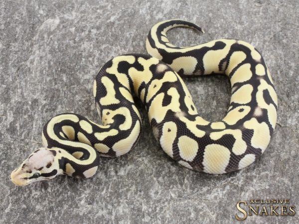 0.1 Pastel Desert Ghost het Clown or het Cryptic 2021