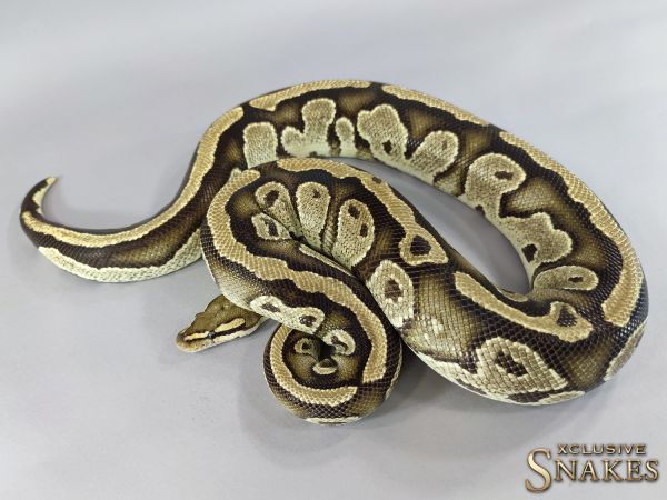 0.1 Fire Yellow Belly het Piebald 2015