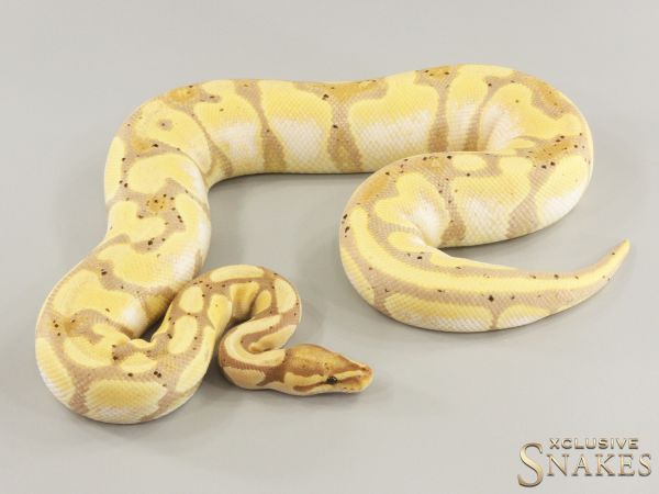 0.1 Banana Sugar het Desert Ghost 2022 (1380g @03/2024)