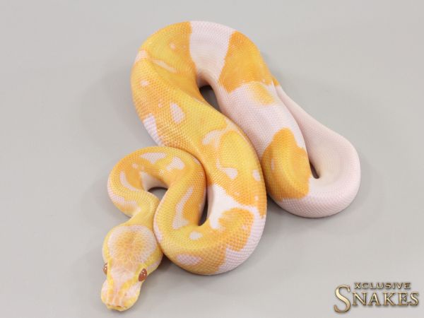 1.0 Candy Piebald 2023