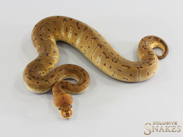 1.0 Pinstripe Clown het Hypo 2026