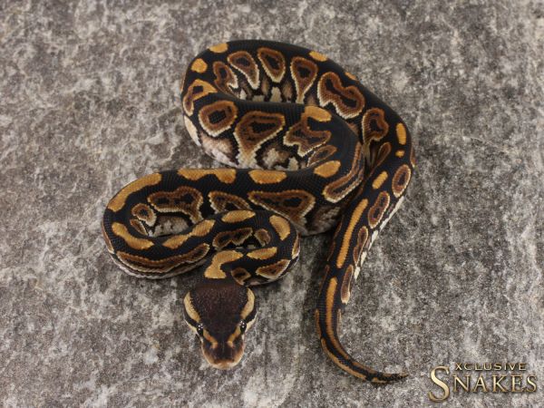 0.1 Black Pastel het Clown 2022