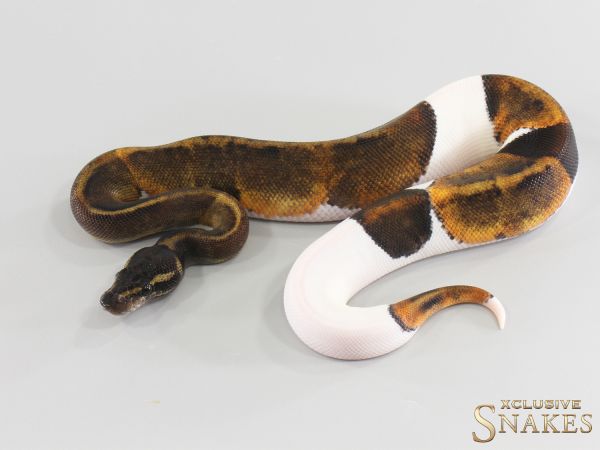 1.0 Copper GHI Piebald 2026