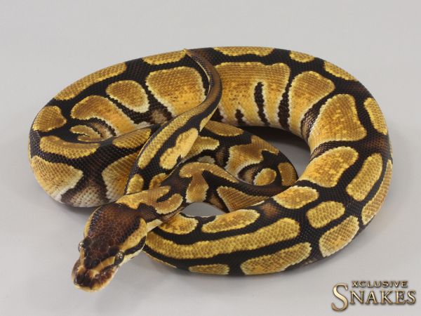 0.1 Enchi double het Desert Ghost Clown 2023