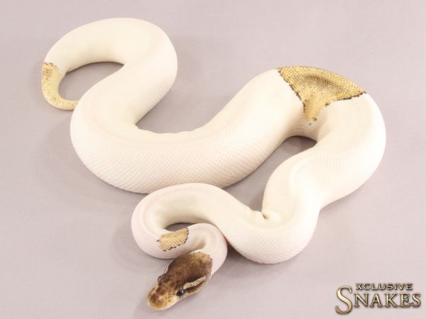 1.0 Mojave Yellow Belly Piebald 50% het Axanthic 2021