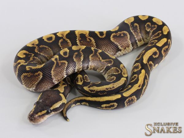 1.0 GHI triple het Lavender Clown Piebald (Holy Grail) 2023