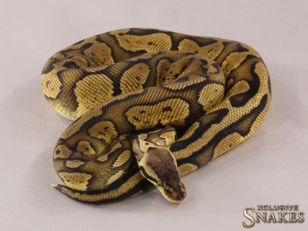 0.1 Pastel Red Stripe het Desert Ghost 2021 (1100g @03/2024)