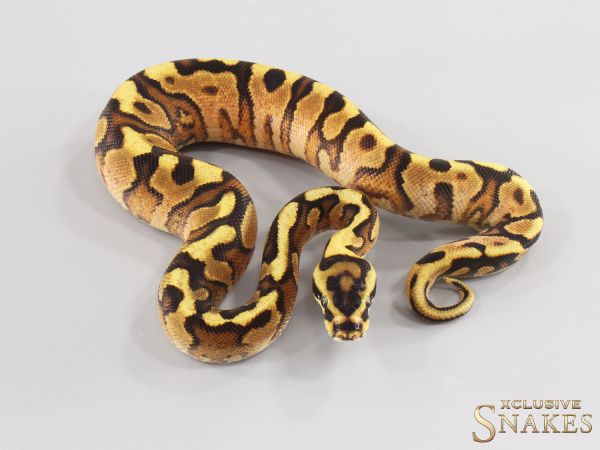 1.0 Gravel Spotnose Red Stripe Enchi het Clown 2026