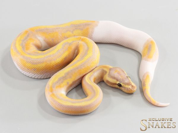1.0 Banana pos Red Stripe Piebald het Clown (FMaker) 2026