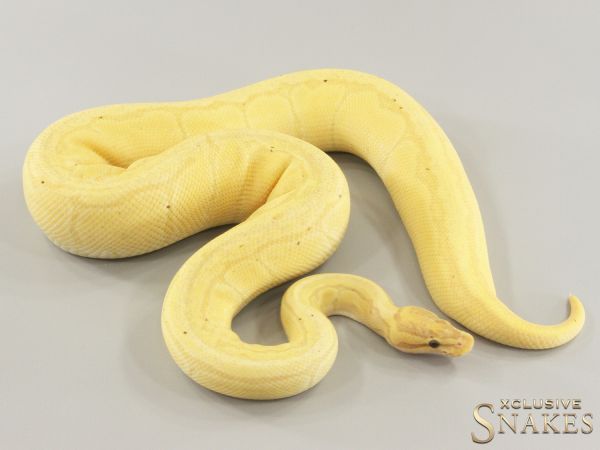 0.1 Banana Pinstripe double het Desert Ghost Piebald 2022 (1190g @03/2024)