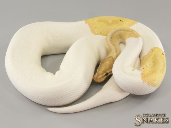 0.1 Banana GHI Piebald 2021