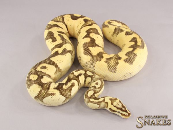 0.1 Enchi Firefly Yellow Belly 2015 (2640g @12/2022)