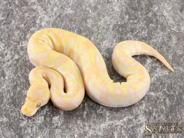 0.1 Enchi Mojave Lavender het Piebald 2021