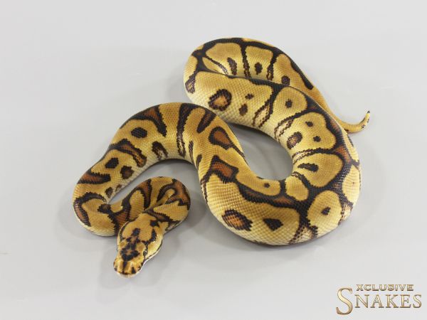 1.0 Spotnose Enchi Clown 2026