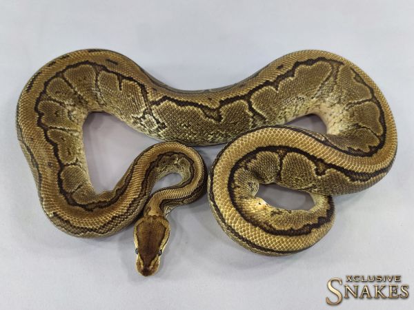 0.1 Gravel Pinstripe het Piebald 2019