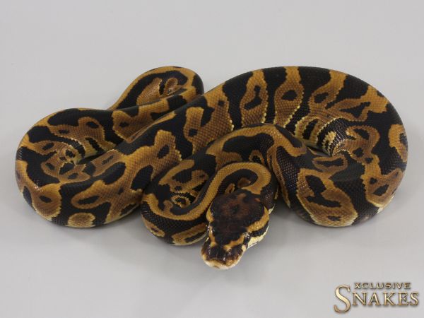 0.1 Leopard double het Hypo Clown 2023